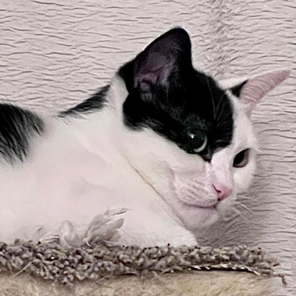 Enlarge Zacky (Holland Cat Cove), a Adoptable Domestic Short Hair in West Olive, MI image 6/6