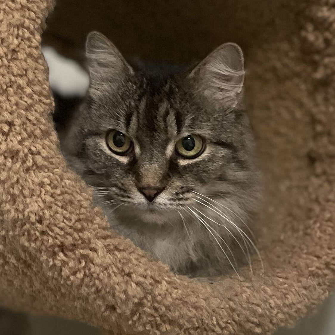 Enlarge Misha, a Adoptable Domestic Long Hair in Anderson , SC image 1/5