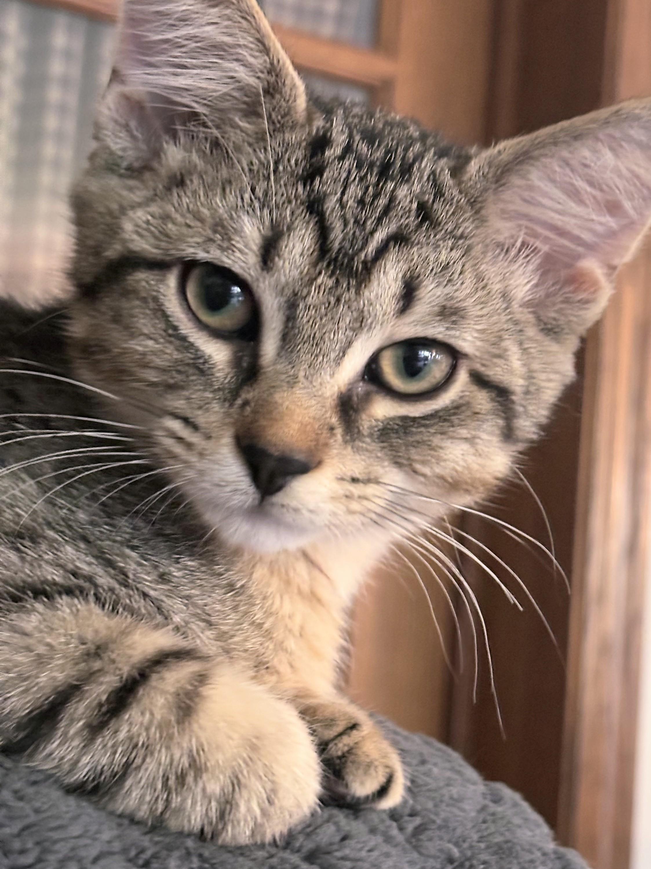 Zeppelin, Adoptable, Kitten Male Domestic Short Hair.