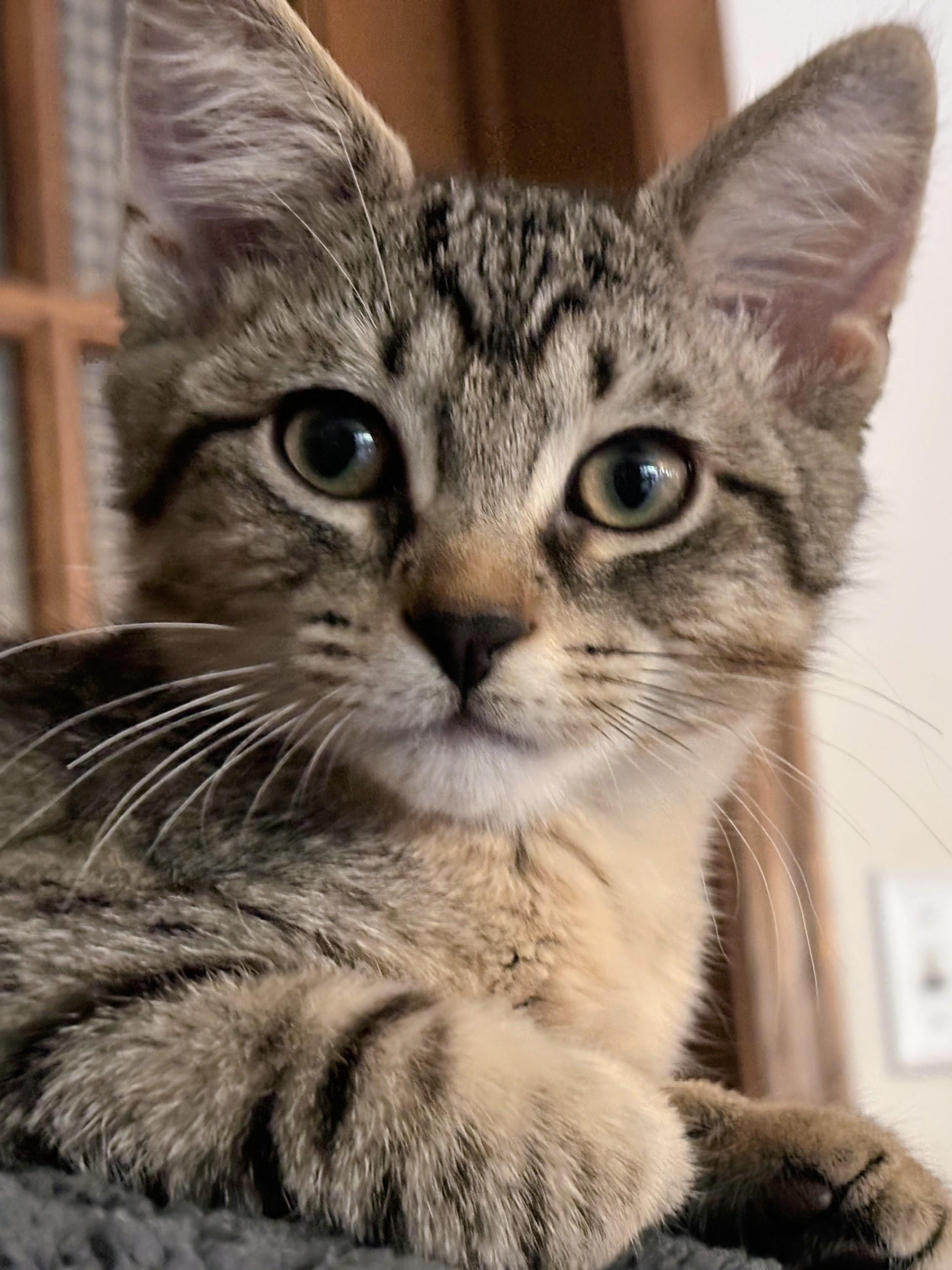 Enlarge Zeppelin, a Adoptable Domestic Short Hair in Johnsburg, IL image 2/2