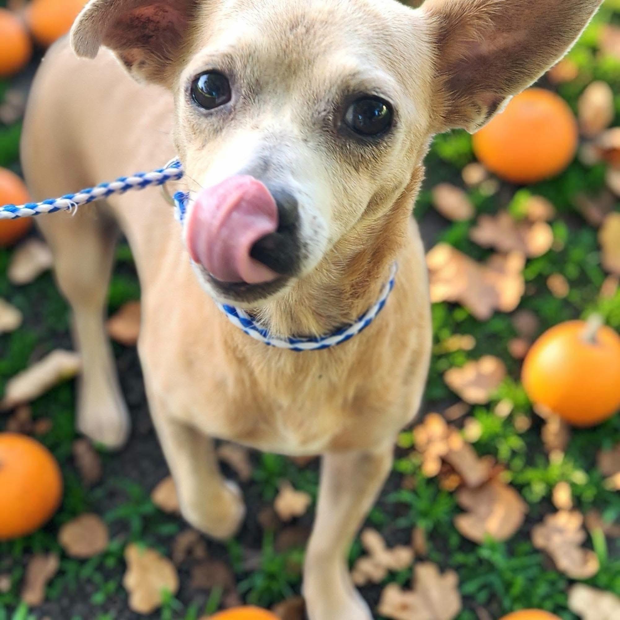 Chacha, Adoptable, Adult Female Chihuahua.