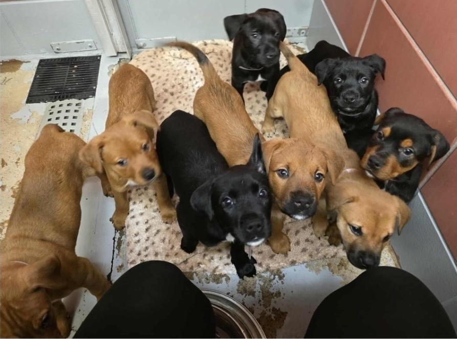 Milo, Adoptable, Puppy Male Labrador Retriever & Rottweiler.