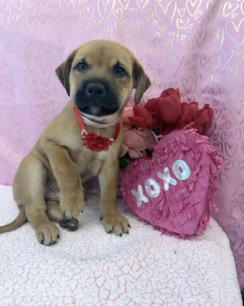 Enlarge Milo, a Adoptable mixed breed in Sedalia, CO image 2/5