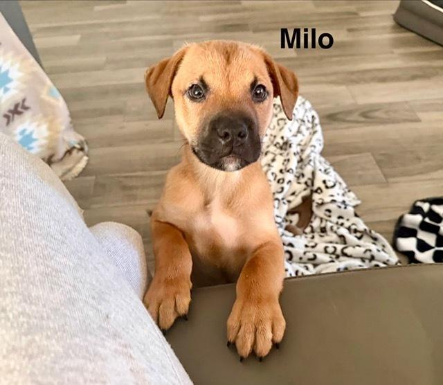Enlarge Milo, a Adoptable mixed breed in Sedalia, CO image 3/5