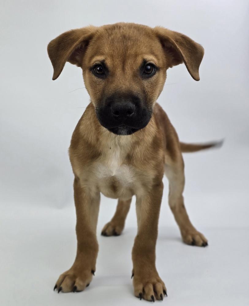 Enlarge Milo, a Adoptable mixed breed in Sedalia, CO image 4/5