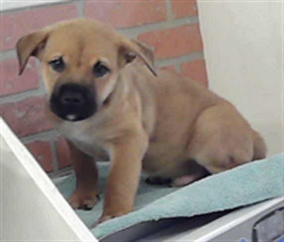 Enlarge Milo, a Adoptable mixed breed in Sedalia, CO image 5/5