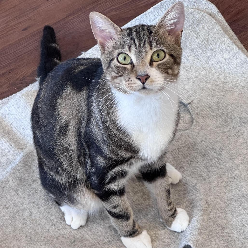 Kevin, Adoptable, Adult Male Domestic Short Hair.