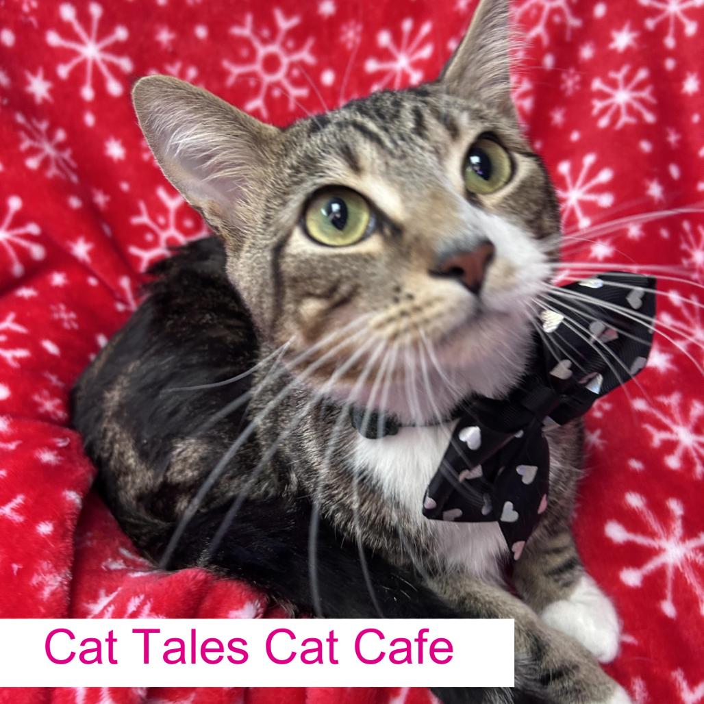 Enlarge Kevin, a Adoptable Domestic Short Hair in Chapel Hill, NC image 2/3