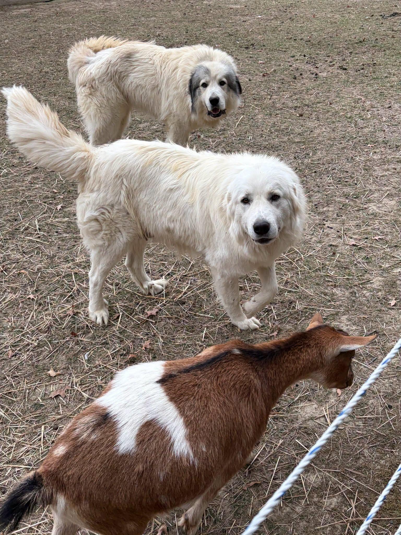 Enlarge Sugar, a Adoptable Great Pyrenees in East Sparta, OH image 2/3