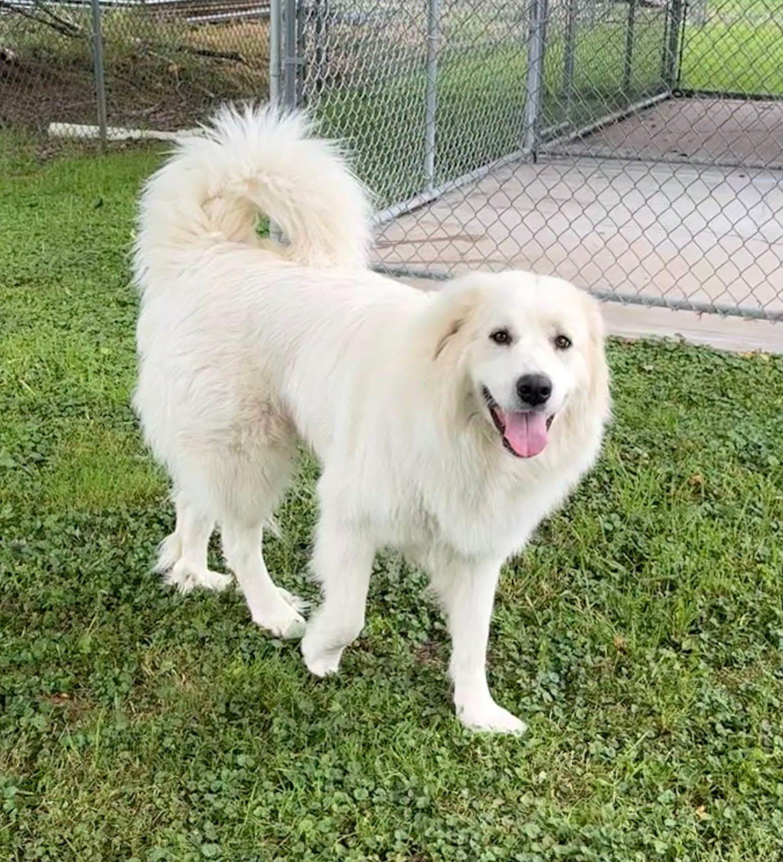 Enlarge Sugar, a Adoptable Great Pyrenees in East Sparta, OH image 1/3