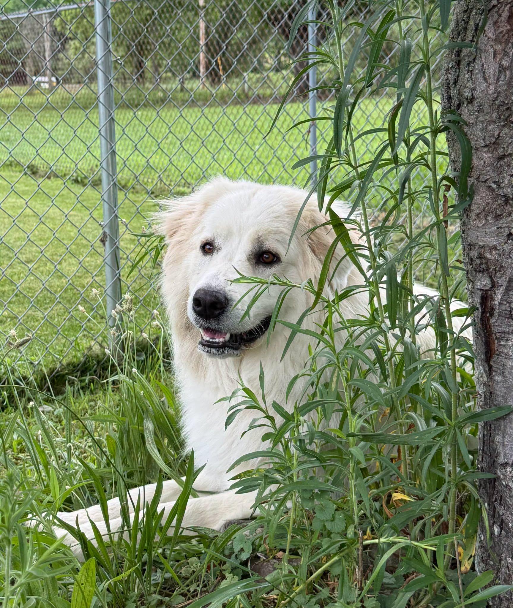 Enlarge Sugar, a Adoptable Great Pyrenees in East Sparta, OH image 3/3