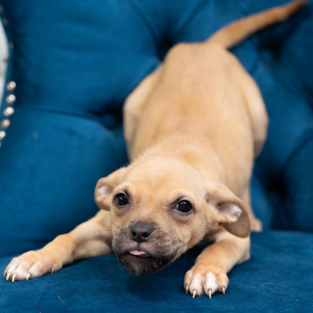 Lisa, ADOPTABLE, Puppy Female Pit Bull Terrier.