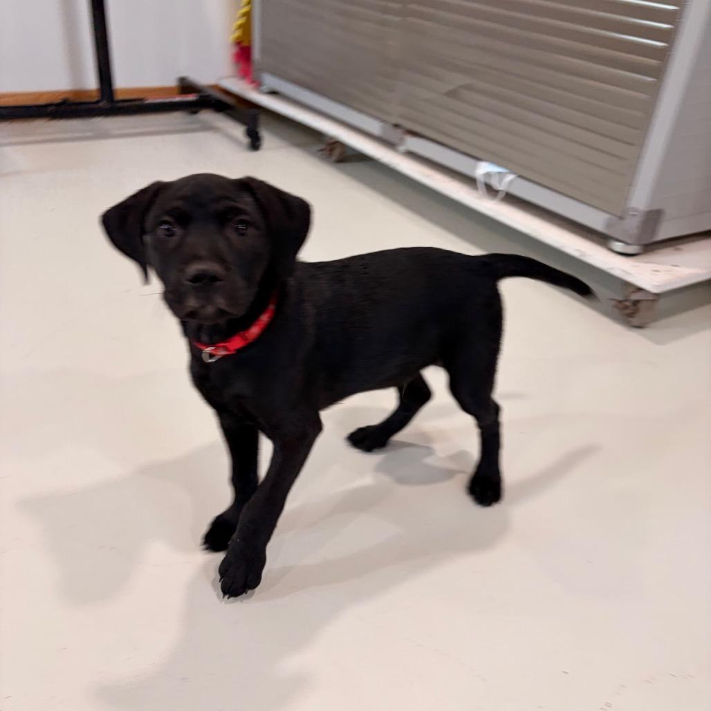 Flint, Adoptable, Puppy Male Black Labrador Retriever.