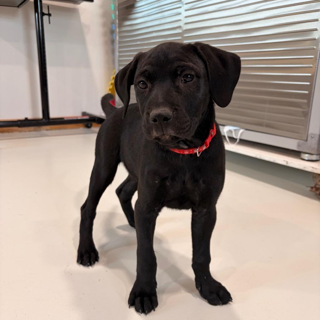 Enlarge Flint, a Adoptable Black Labrador Retriever in Harlingen, TX image 2/2