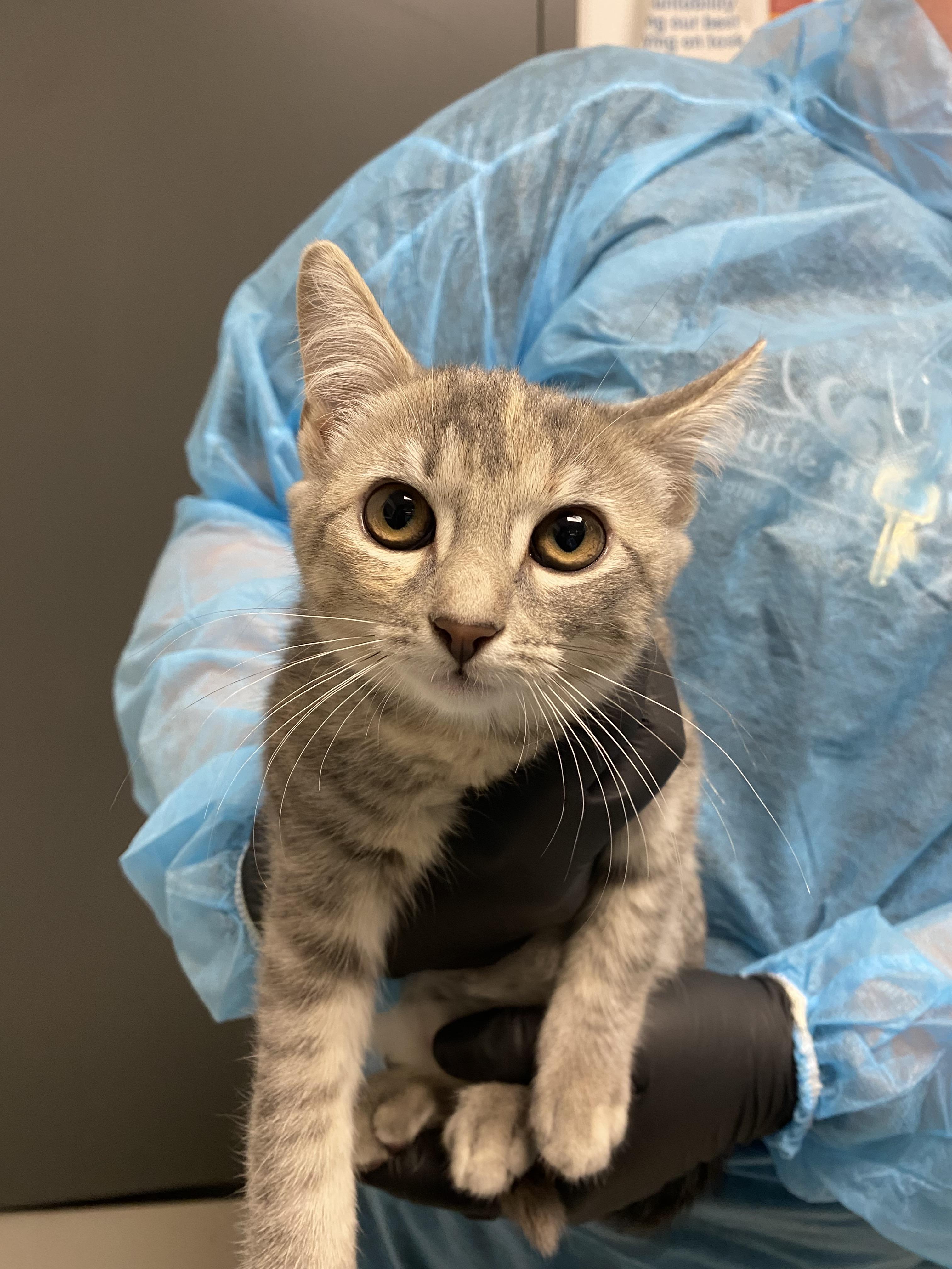 Dazzle, Adoptable, Kitten Female Domestic Short Hair.