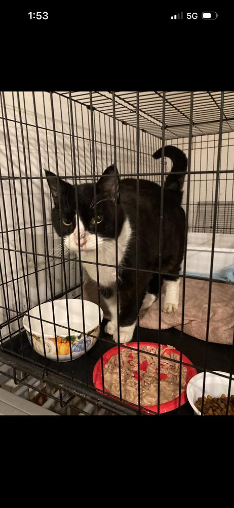 Enlarge Arya, a Adoptable Domestic Short Hair in North Brunswick, NJ image 1/1