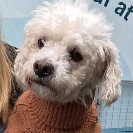 Clara, adoptable, Adult Female Poodle.