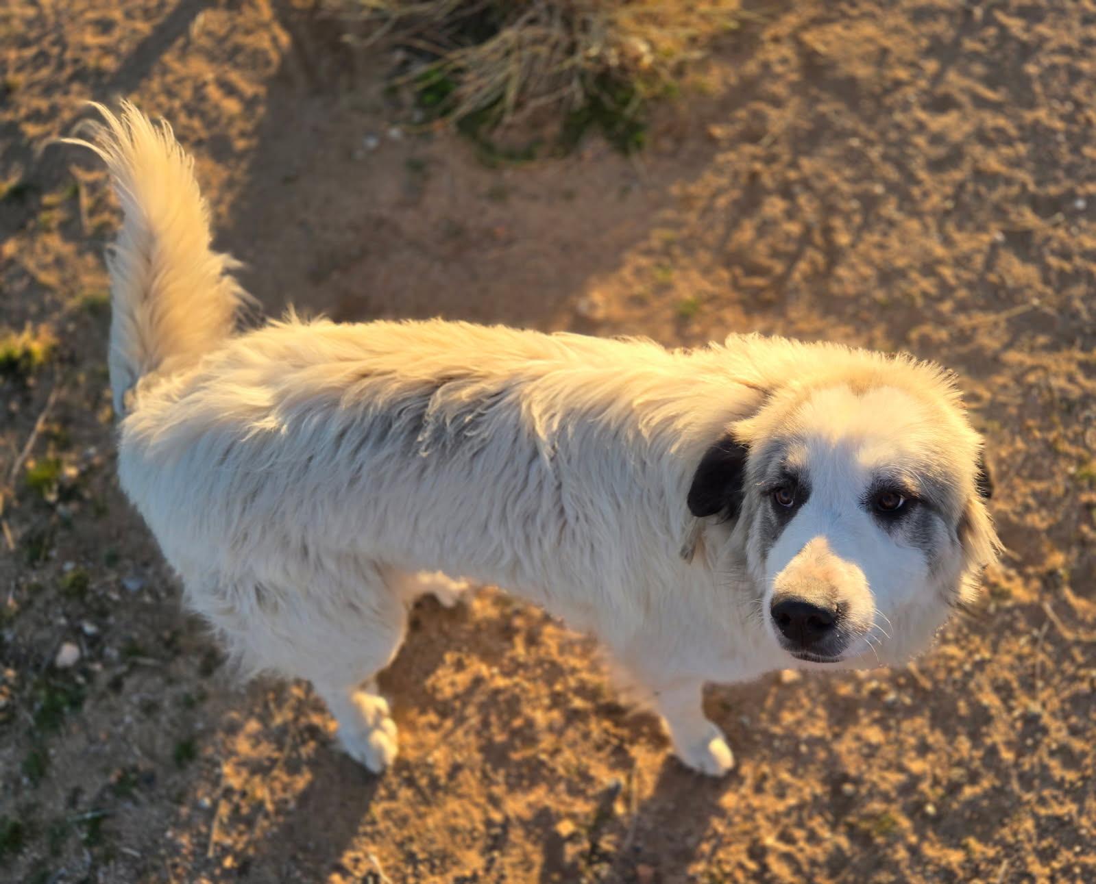 Enlarge Sampson, a Adoptable Great Pyrenees in Los Angeles , CA image 4/4