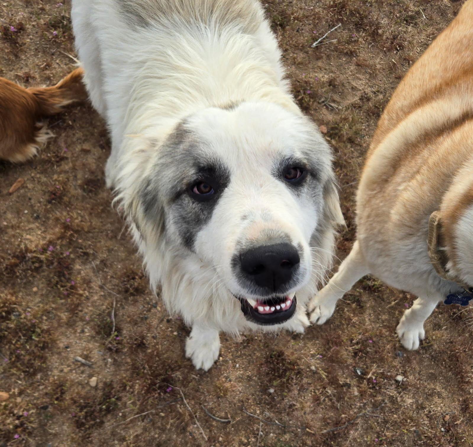 Enlarge Sampson, a Adoptable Great Pyrenees in Los Angeles , CA image 3/4