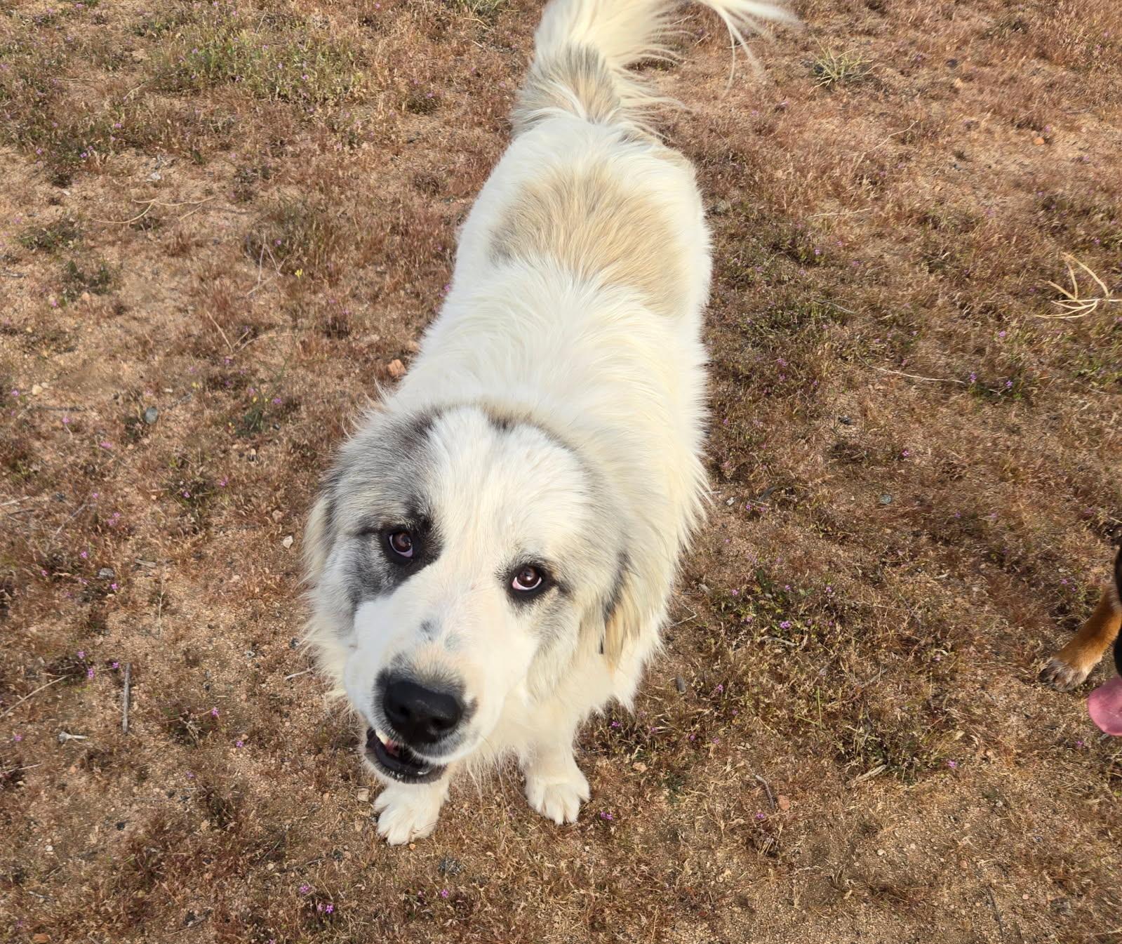 Enlarge Sampson, a Adoptable Great Pyrenees in Los Angeles , CA image 2/4
