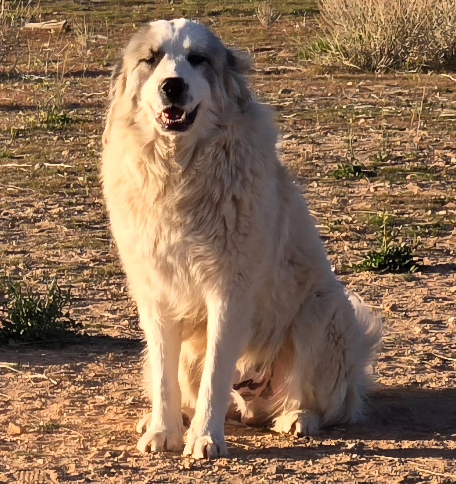 Sampson, Adoptable, Young Male Great Pyrenees.