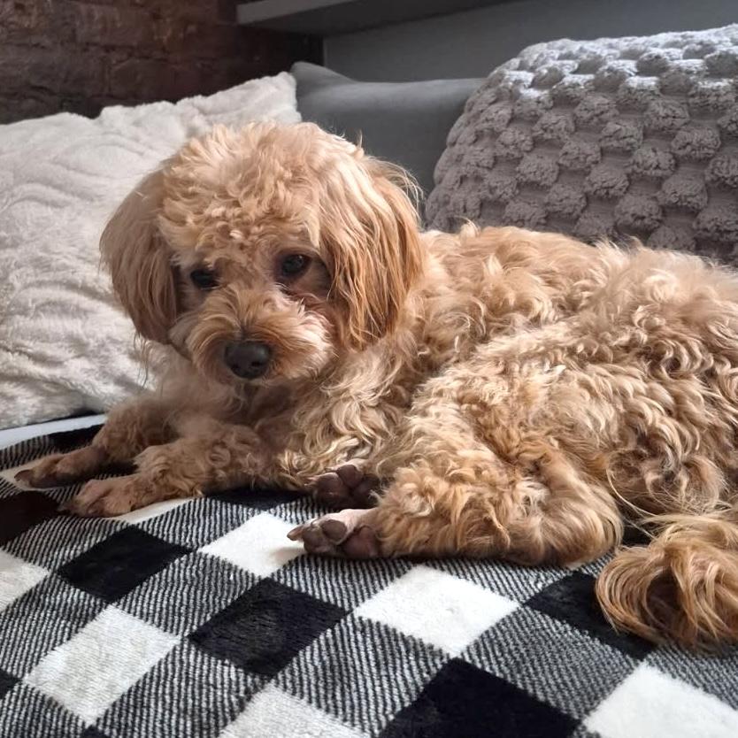 Paige, ADOPTABLE, Adult Female Cavapoo.