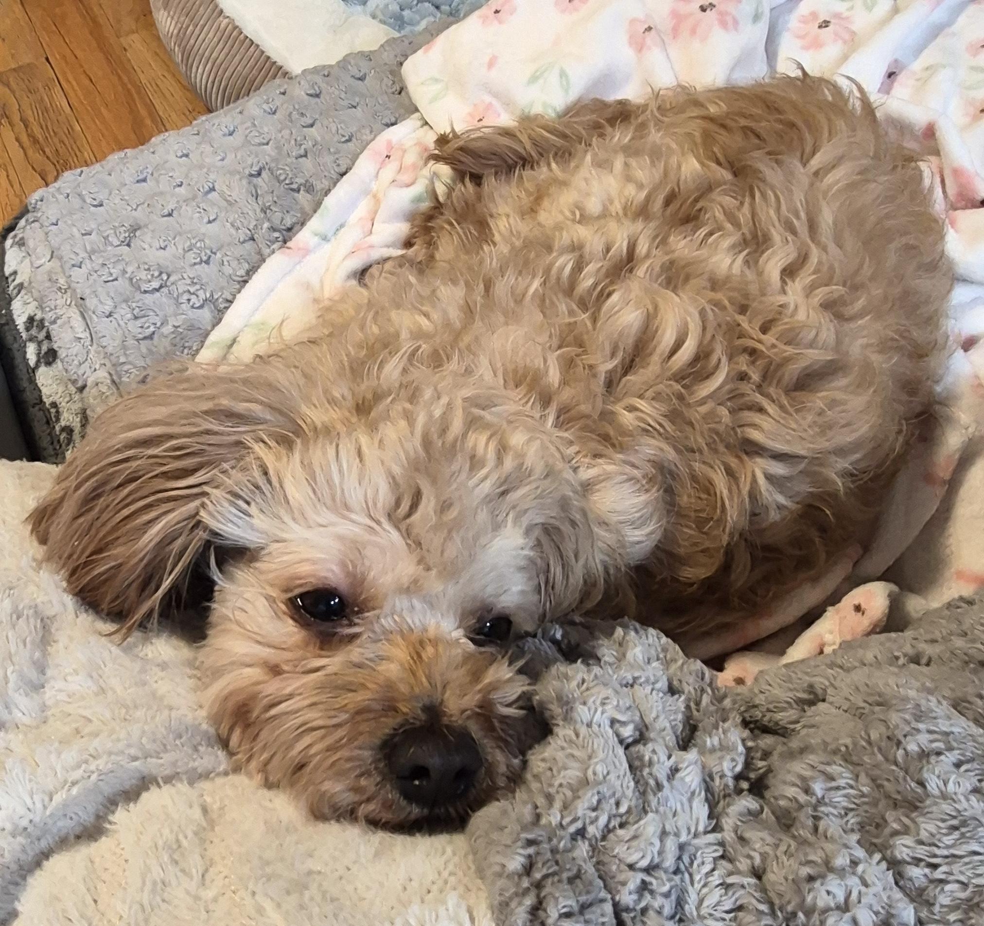 Paige, a ADOPTABLE mixed breed in Brooklyn, NY image 6/6