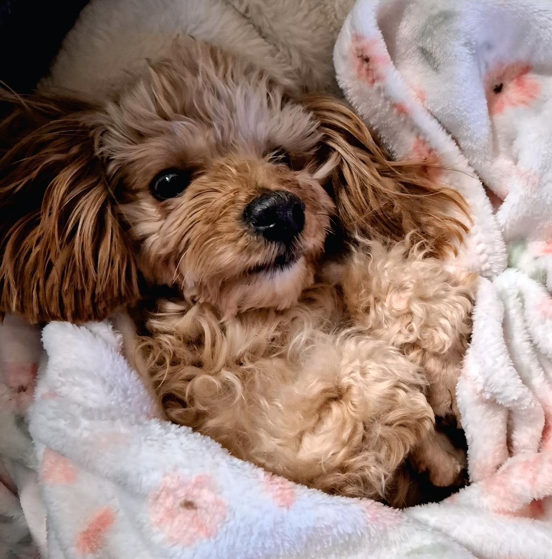 Paige, a ADOPTABLE mixed breed in Brooklyn, NY image 4/6