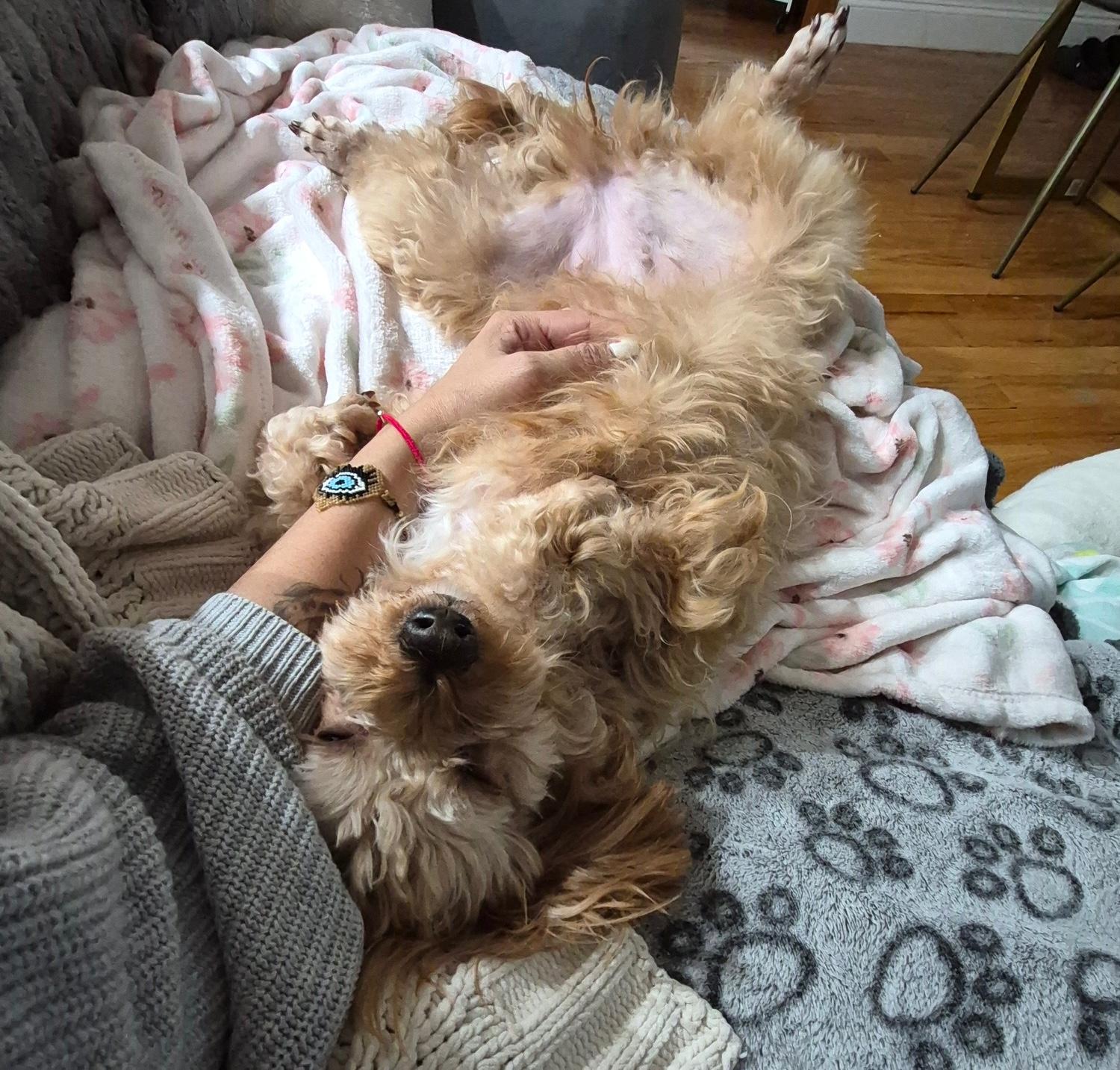 Paige, a ADOPTABLE mixed breed in Brooklyn, NY image 3/6