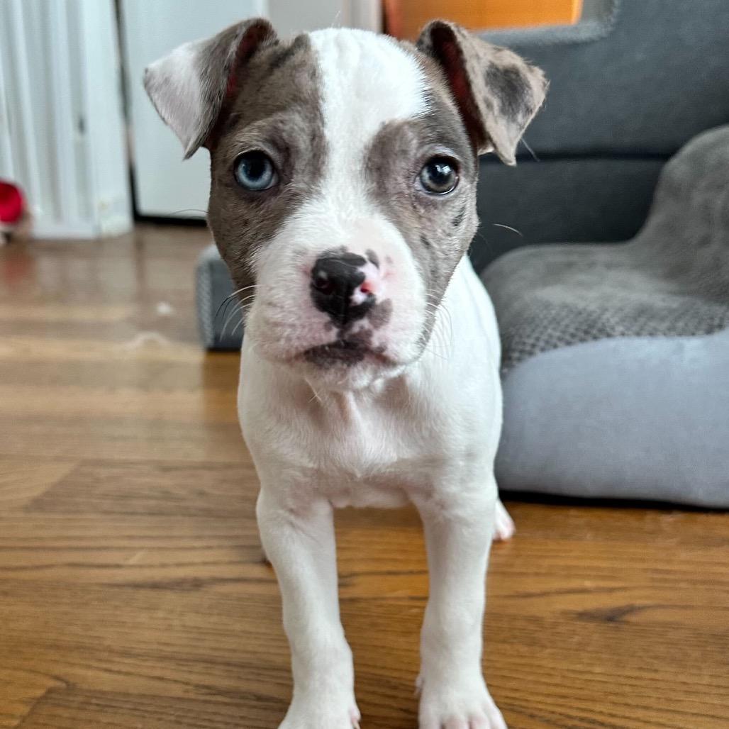 Gumbo, a Adoptable Mixed Breed in Brooklyn, NY image 2/6