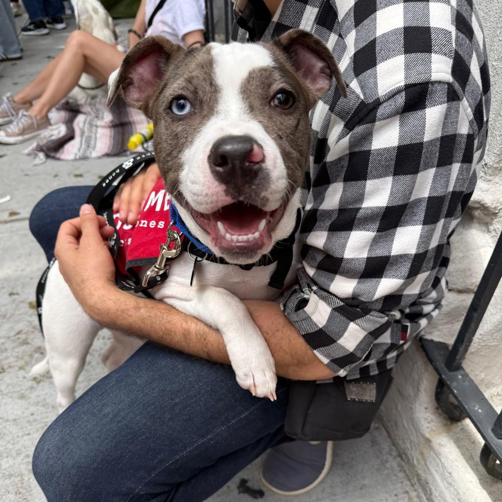 Gumbo, a Adoptable Mixed Breed in Brooklyn, NY image 1/6