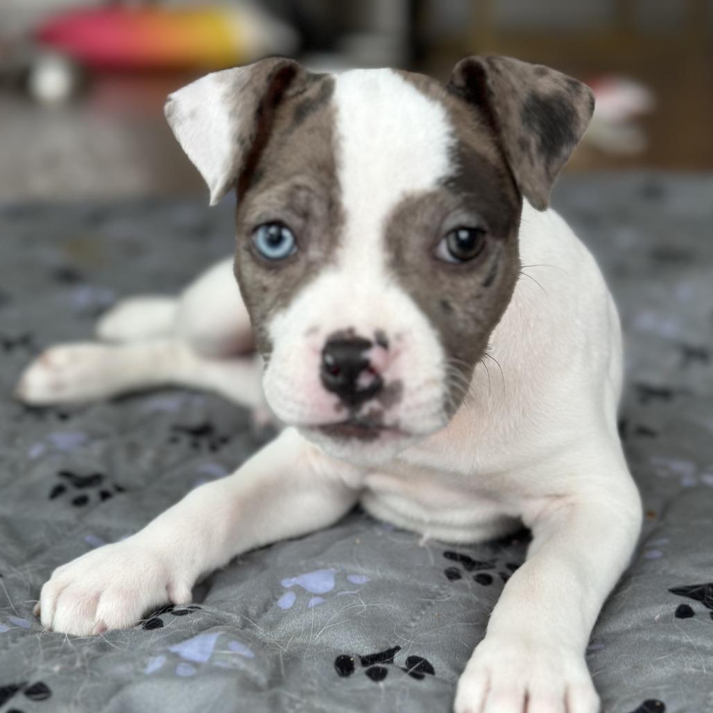 Gumbo, a Adoptable Mixed Breed in Brooklyn, NY image 3/6