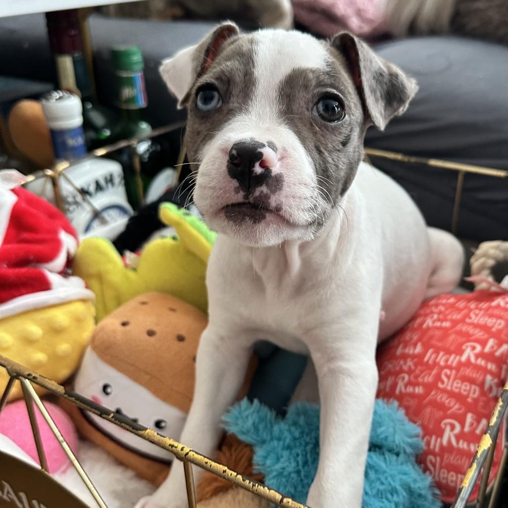Gumbo, a Adoptable Mixed Breed in Brooklyn, NY image 4/6