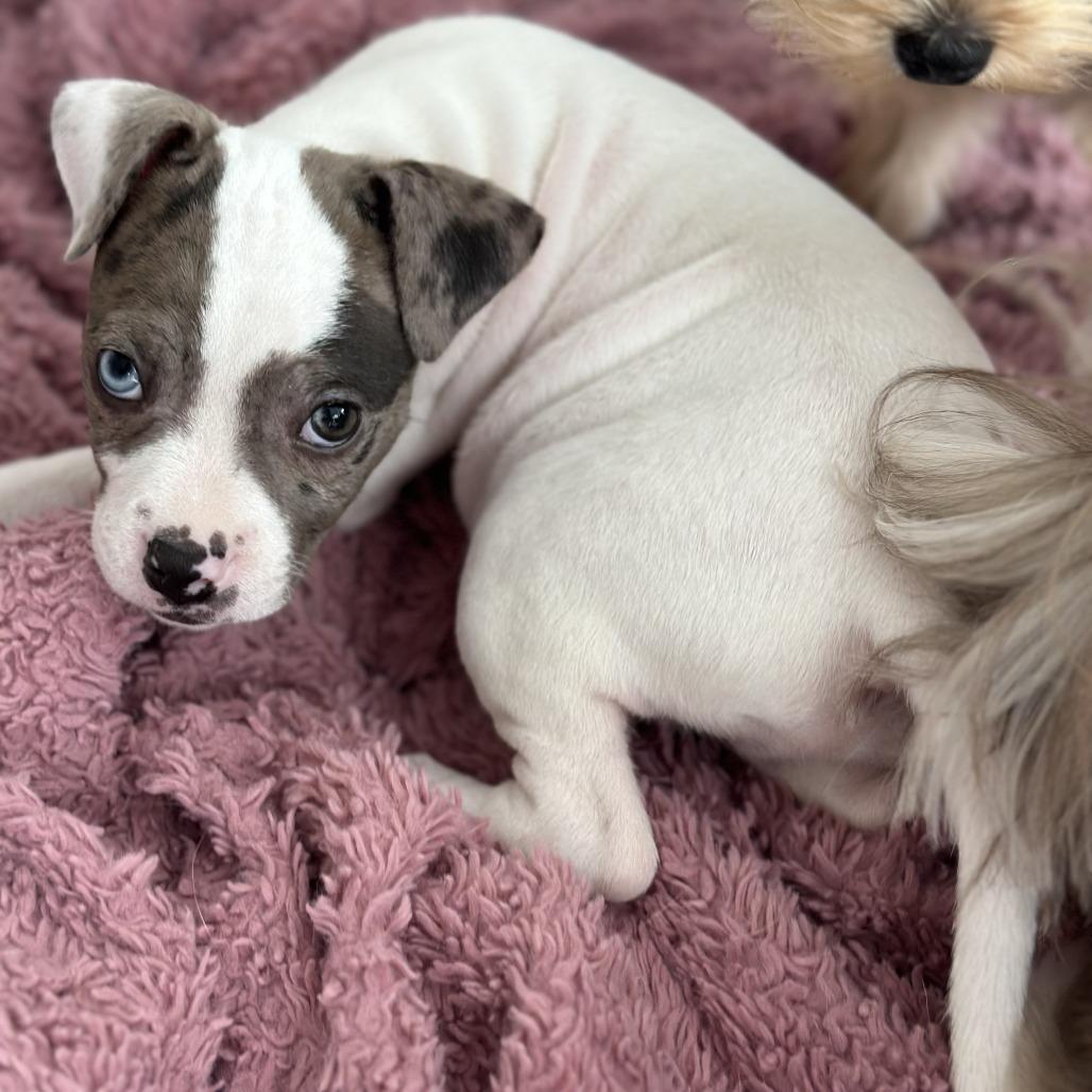 Gumbo, a Adoptable Mixed Breed in Brooklyn, NY image 5/6