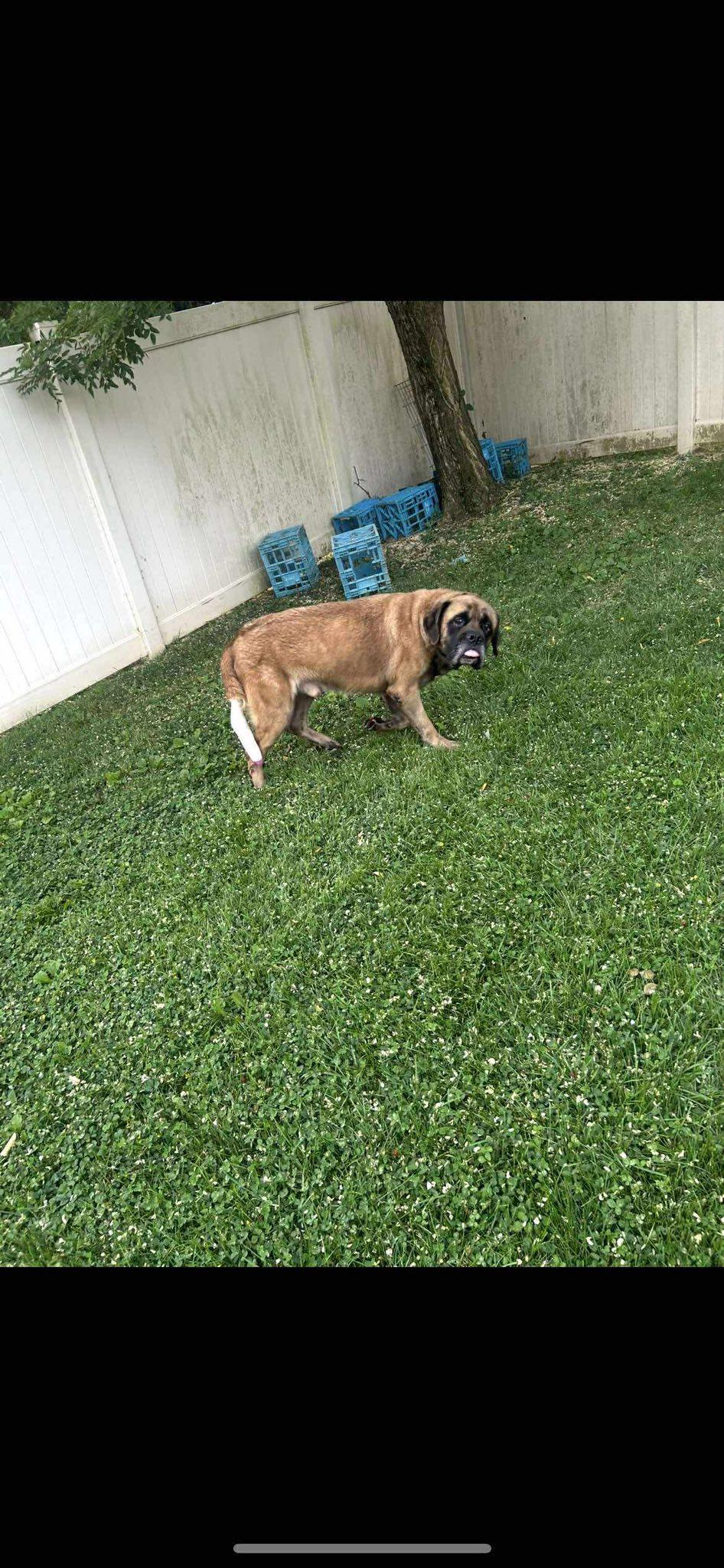 Enlarge Meatloaf, a Adopted Mastiff in Glenmoore, PA image 1/3