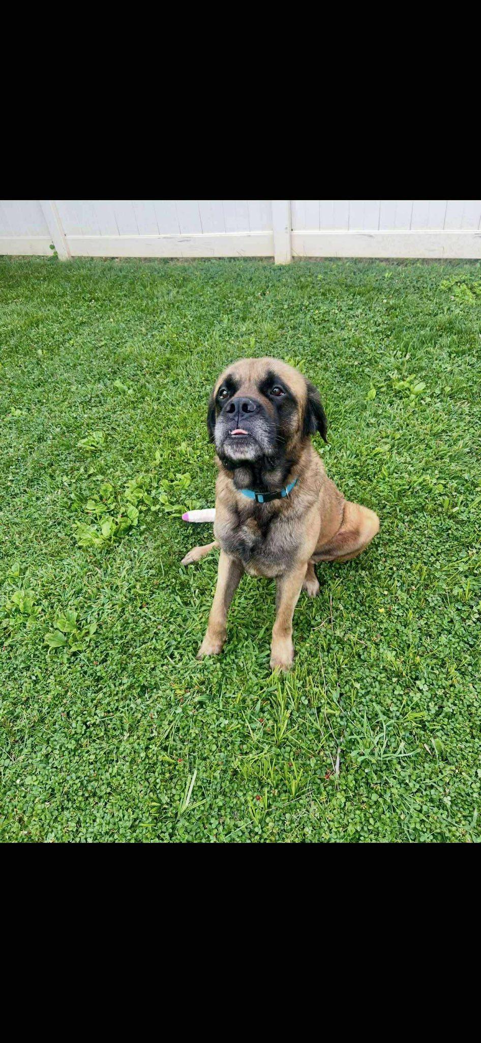 Enlarge Meatloaf, a Adopted Mastiff in Glenmoore, PA image 3/3