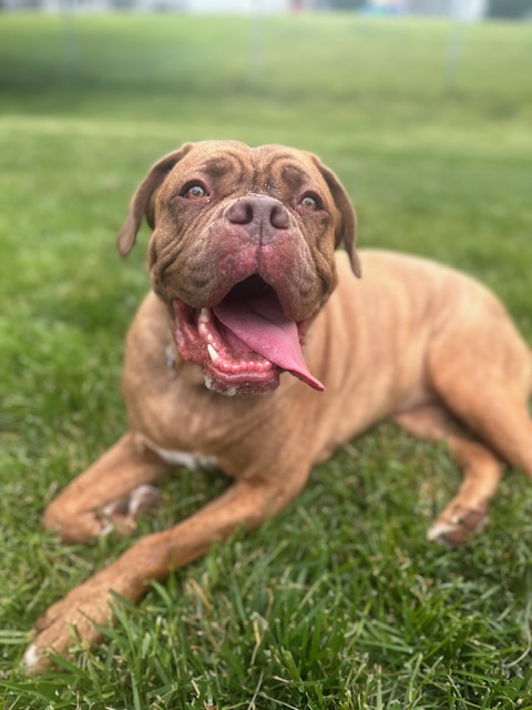 Simone, a Adoptable mixed breed in Chicago, IL image 5/5