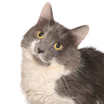 Enlarge Lord Anthony, a Adoptable mixed breed in Reno, NV image 1/1