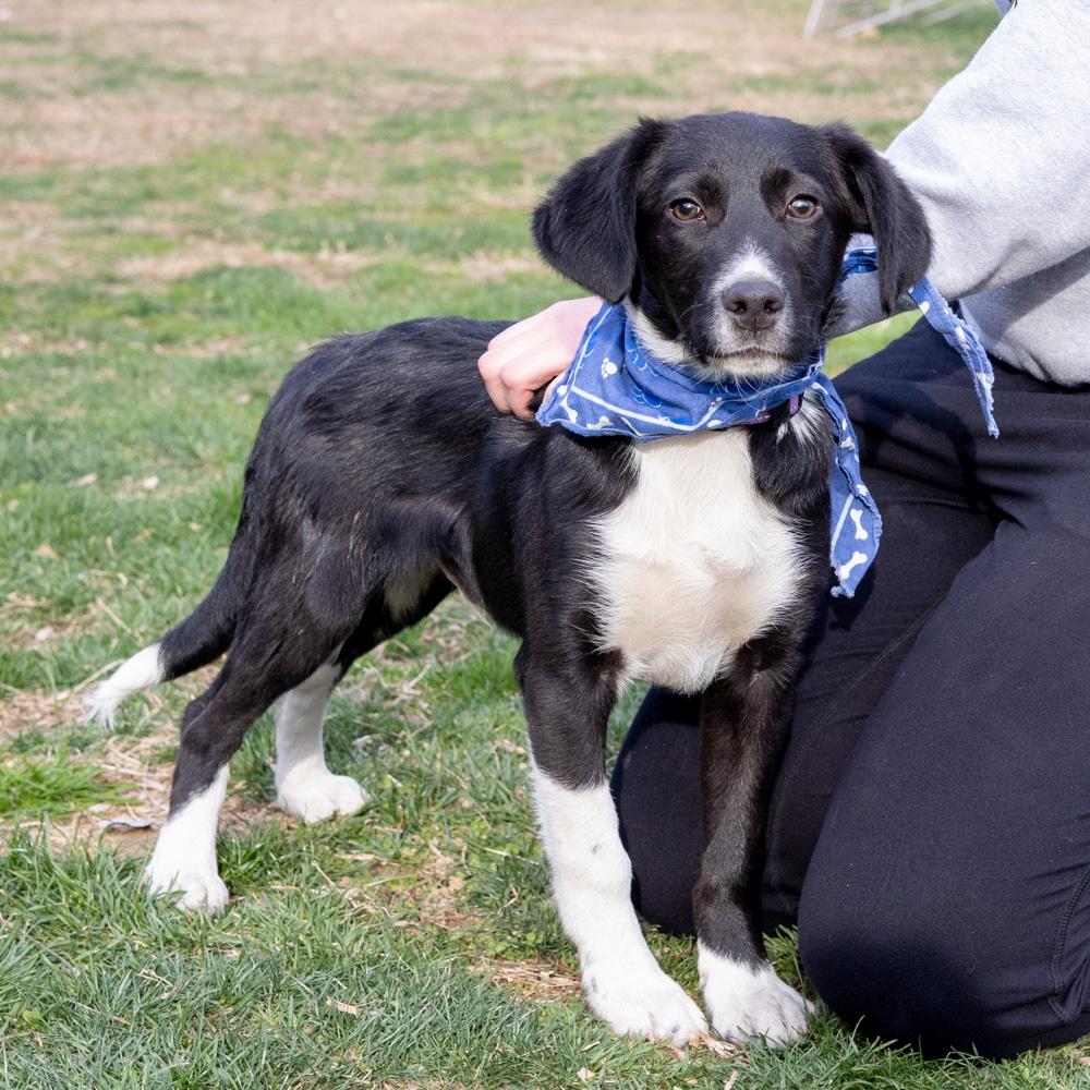 Sale border collie mix beagle Factory Sale