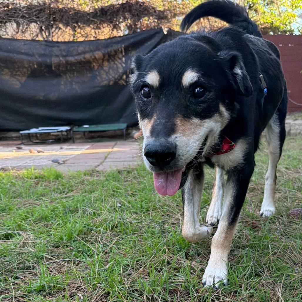 Enlarge Ebenezer, a Adoptable Shepherd in Ramona, CA image 1/6