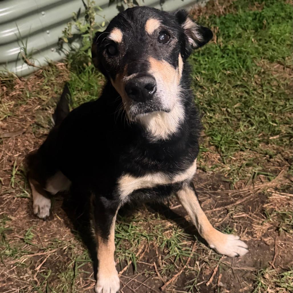 Enlarge Ebenezer, a Adoptable Shepherd in Ramona, CA image 2/6