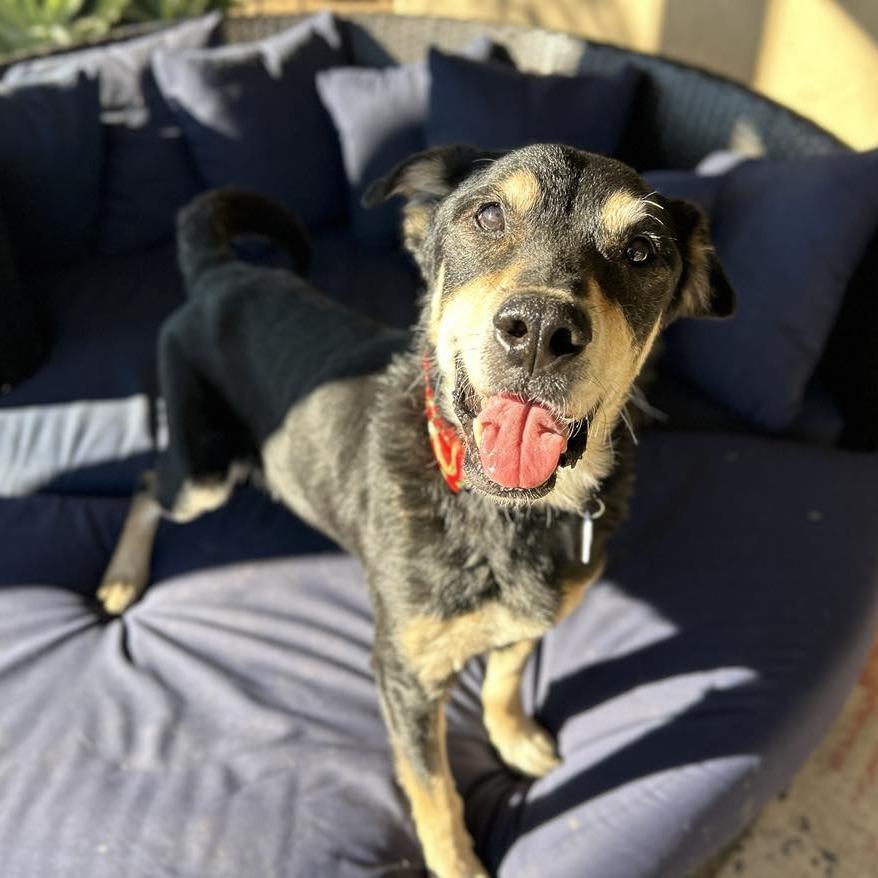 Enlarge Ebenezer, a Adoptable Shepherd in Ramona, CA image 5/6