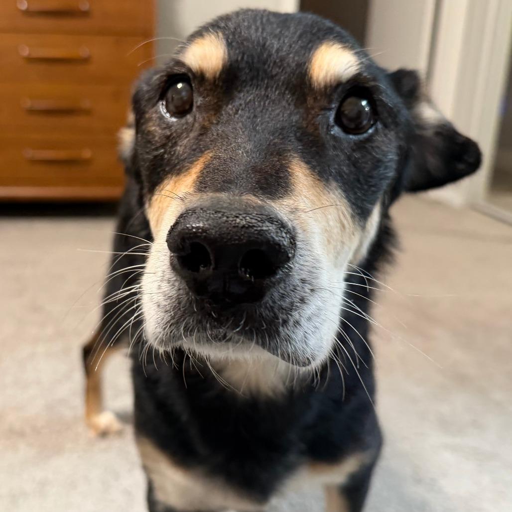 Enlarge Ebenezer, a Adoptable Shepherd in Ramona, CA image 6/6