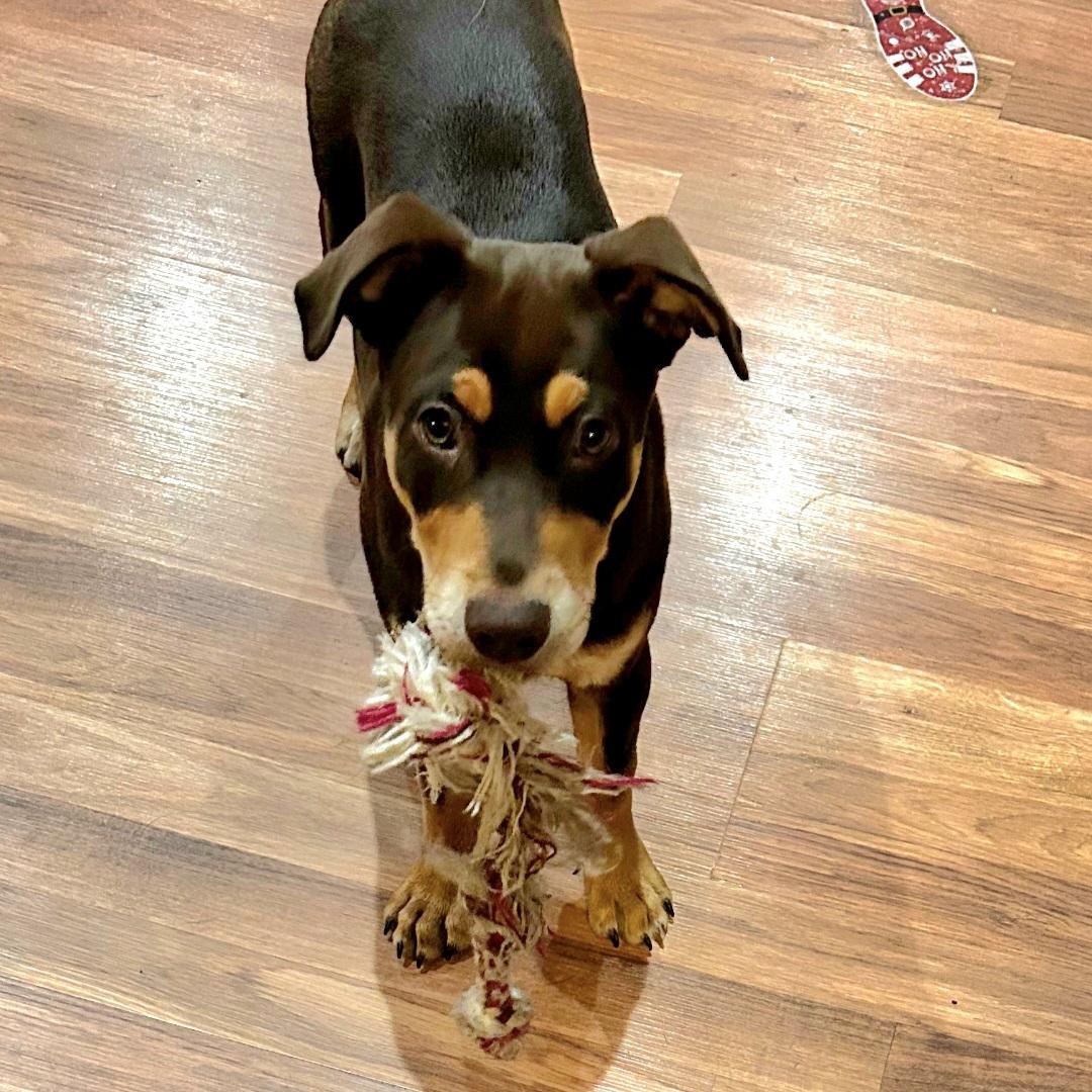 Enlarge Coley, an adopted mixed breed in Normal, IL image 4/6