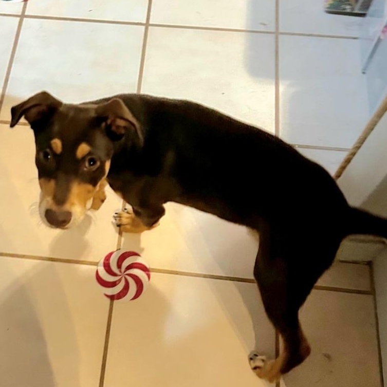 Enlarge Coley, an adopted mixed breed in Normal, IL image 6/6