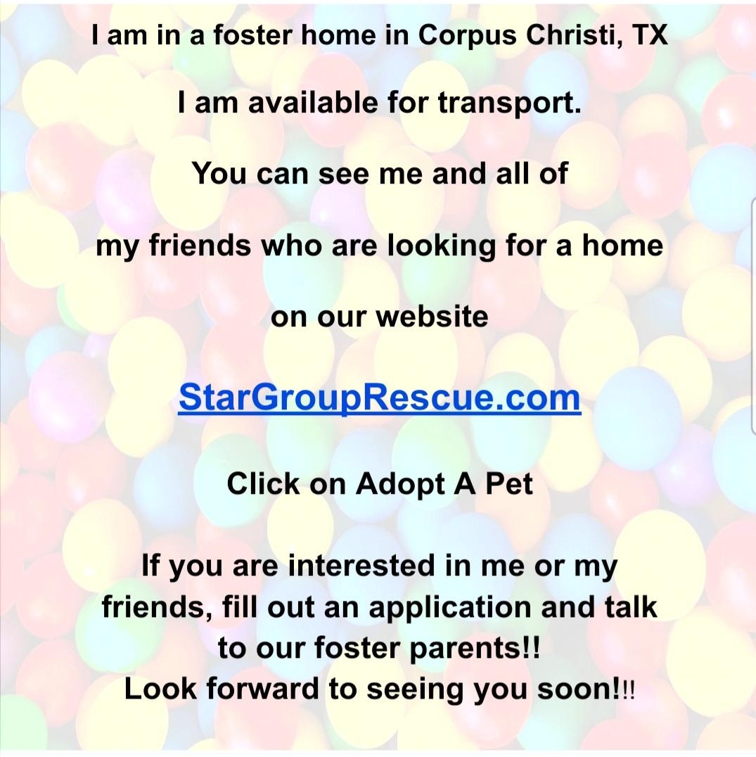 Enlarge Coley, an adopted mixed breed in Normal, IL image 2/6