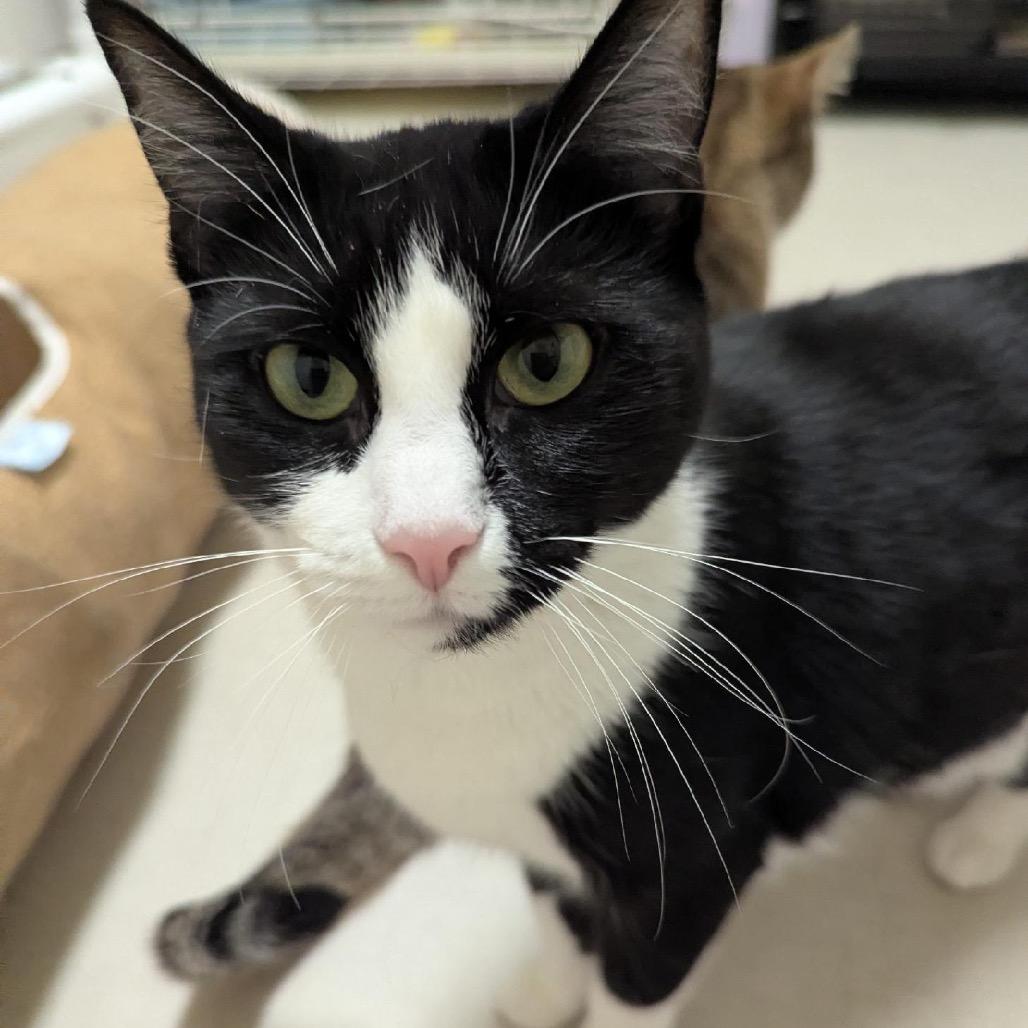 25-67 Chanterelle, a Adoptable Domestic Short Hair in North Branford, CT image 1/5
