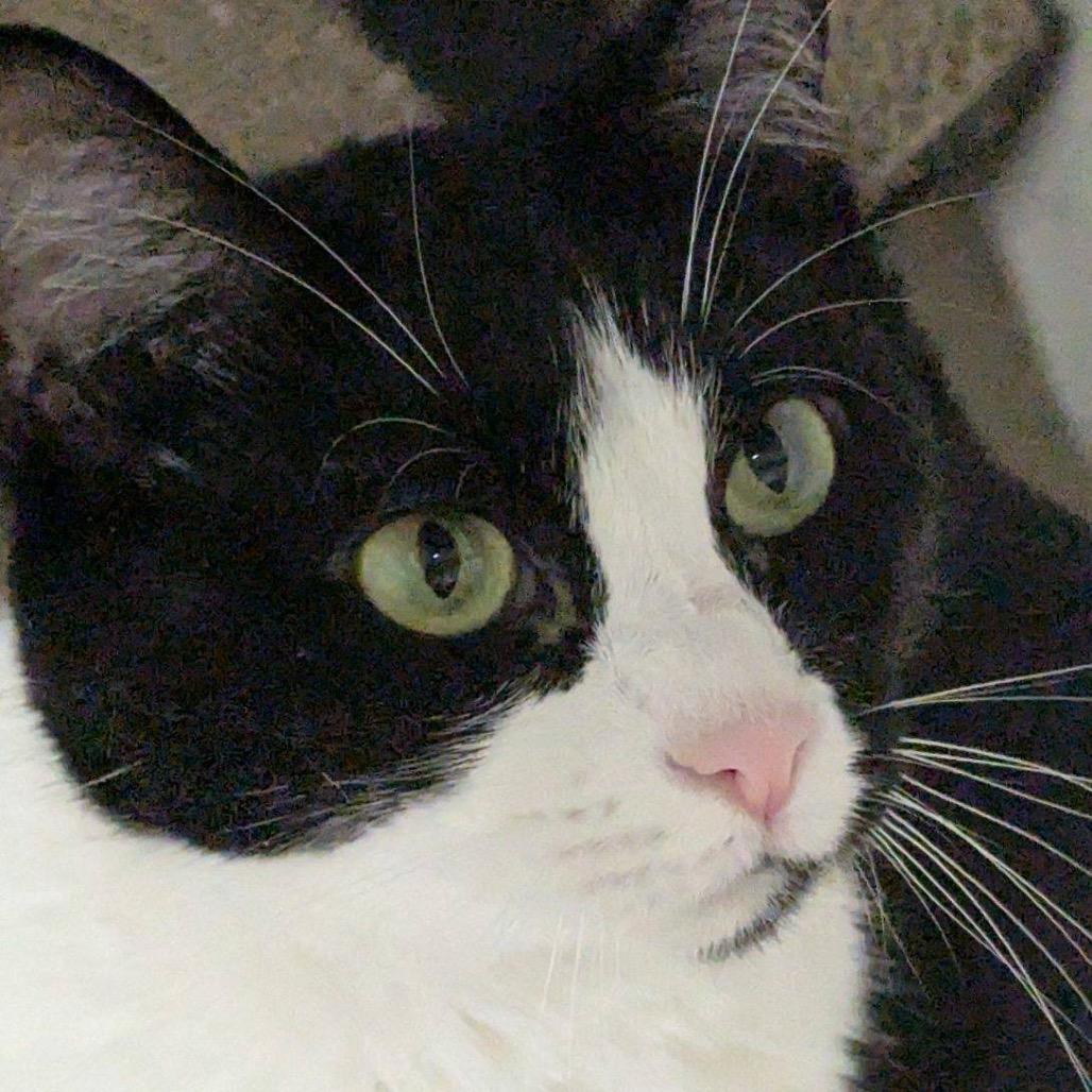 25-67 Chanterelle, Adoptable, Adult Female Domestic Short Hair.
