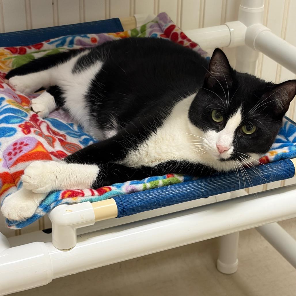 Enlarge 25-67 Chanterelle, a Adoptable Domestic Short Hair in North Branford, CT image 1/4