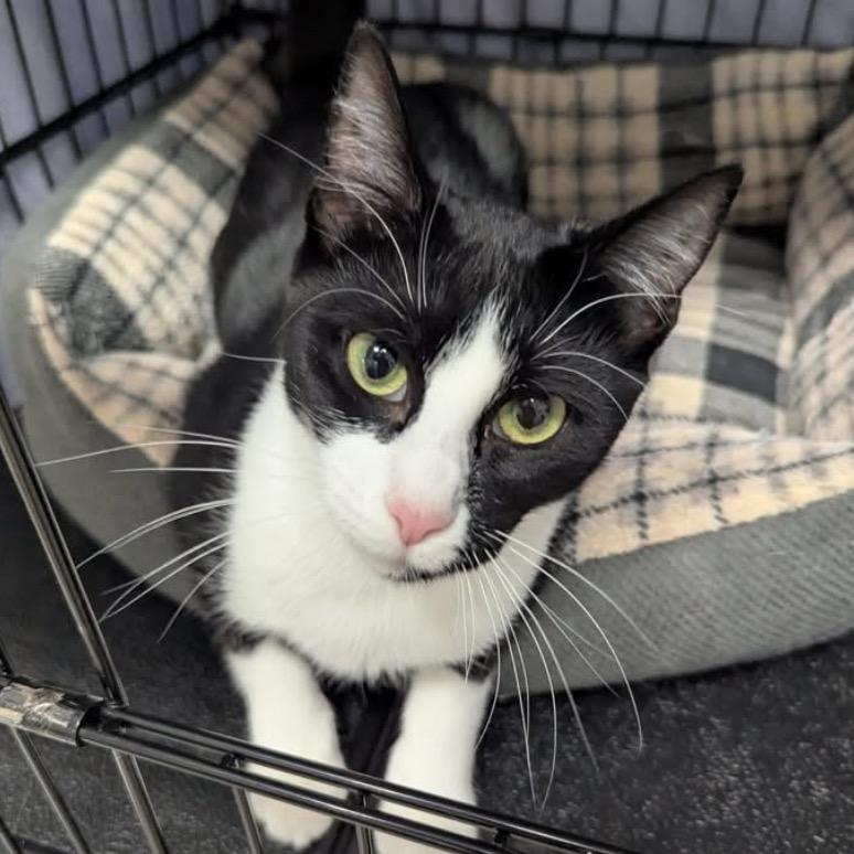 Enlarge 25-67 Chanterelle, a Adoptable Domestic Short Hair in North Branford, CT image 1/2